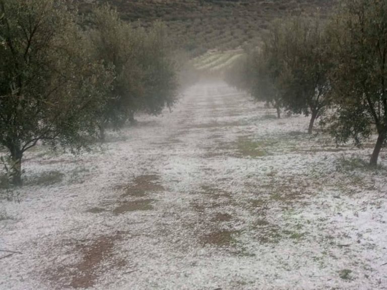 Αγροτικός και Κτηνοτροφικός Σύλλογος Αργολίδας: Σοβαρές ζημιές σε φυτική παραγωγή και φυτικό κεφάλαιο