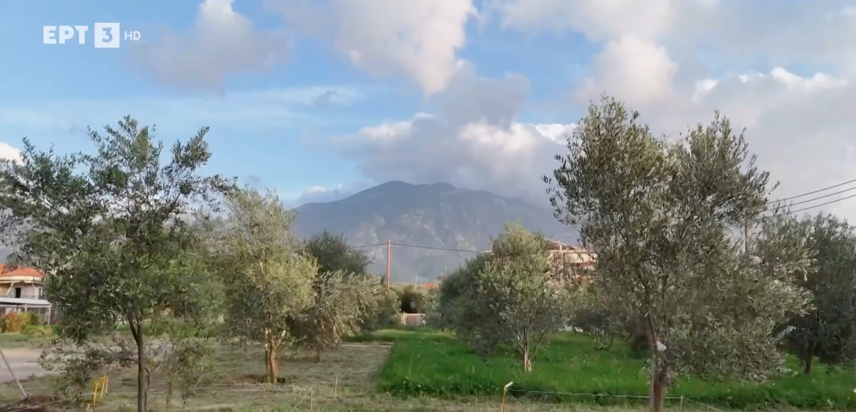 Διαπρέπει η ελληνική Ελιά στις διεθνείς αγορές 