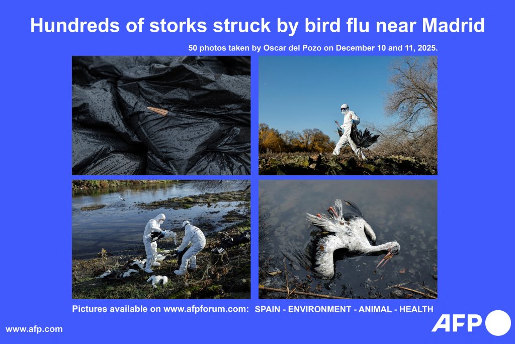 Γρίπη των πτηνών: Νέα μελέτη δείχνει πώς θα μπορούσε να μεταδοθεί στους ανθρώπους