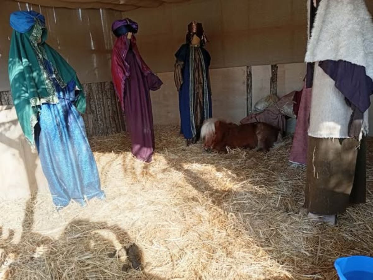 Καταγγελία για εκμετάλλευση και παθητική κακοποίηση ζώου από τον Δήμο Βόλου – Τι απαντά ο δήμος