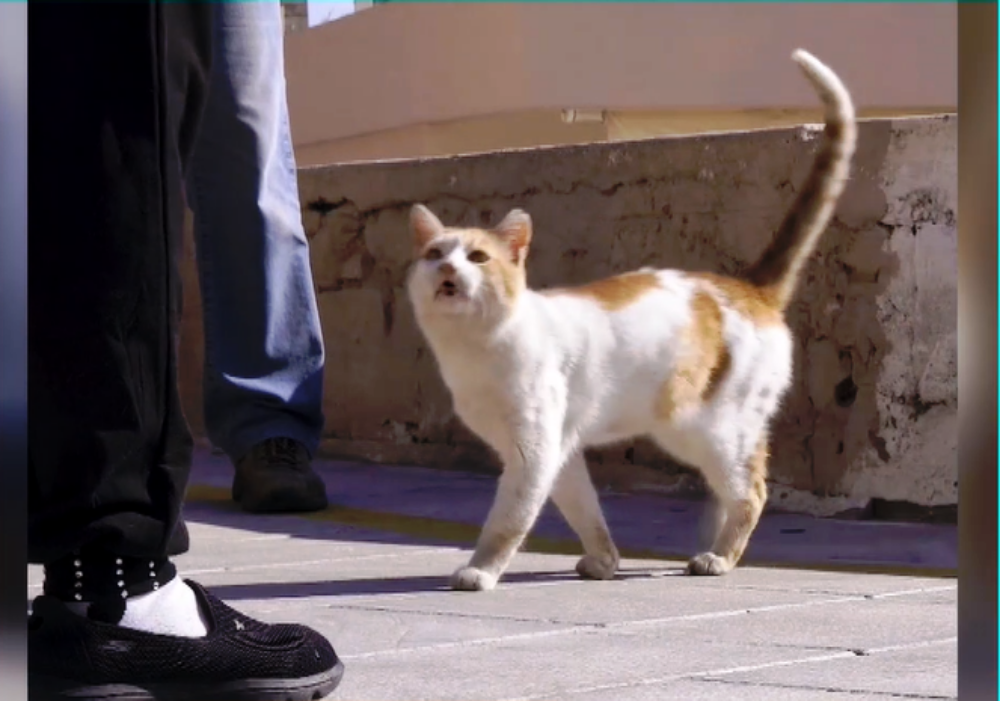 Δωρεάν διαμονή στην Σύρο για εθελοντές που θα φροντίσουν αδέσποτες γάτες