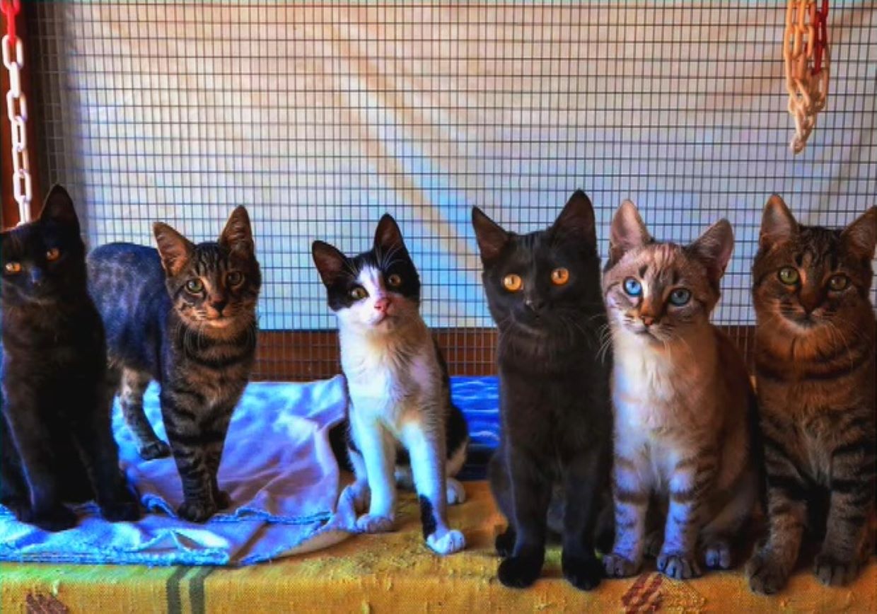 Δωρεάν διαμονή στην Σύρο για εθελοντές που θα φροντίσουν αδέσποτες γάτες