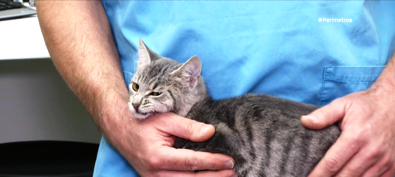 Δωρεάν διαμονή στην Σύρο για εθελοντές που θα φροντίσουν αδέσποτες γάτες