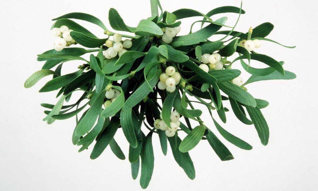 Από τα κλαδιά στα φιλιά: πώς το γκι έγινε χριστουγεννιάτικο σύμβολο