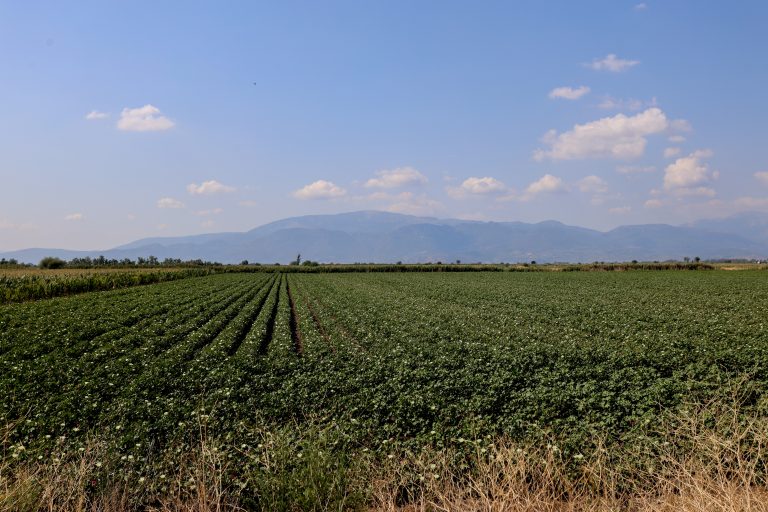 Κέλλας στο ΕΡΤnews: Ανοίγει η πλατφόρμα για τις ενστάσεις των αγροτών – Φέτος οι πληρωμές έγιναν κατόπιν ελέγχων