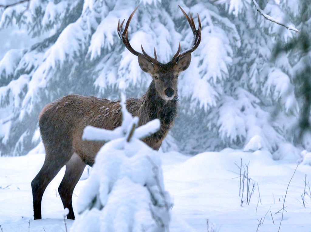 Χριστούγεννα στην ΕΡΤ3: Μια εβδομάδα γεμάτη γιορτινή μαγεία