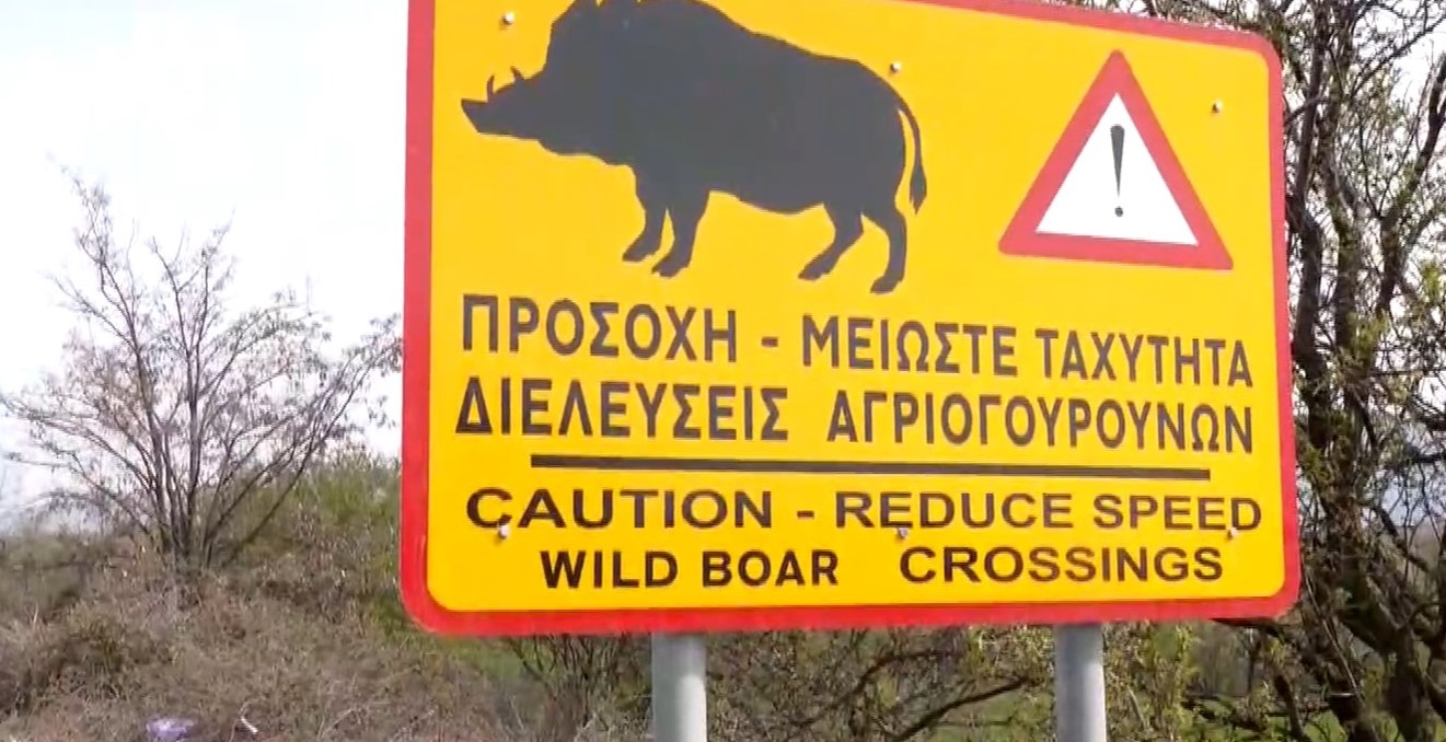 Θεσσαλονίκη: Άγρια ζώα στον αστικό ιστό- Άμεσες λύσεις για την απομάκρυνσή τους ζητούν δήμοι