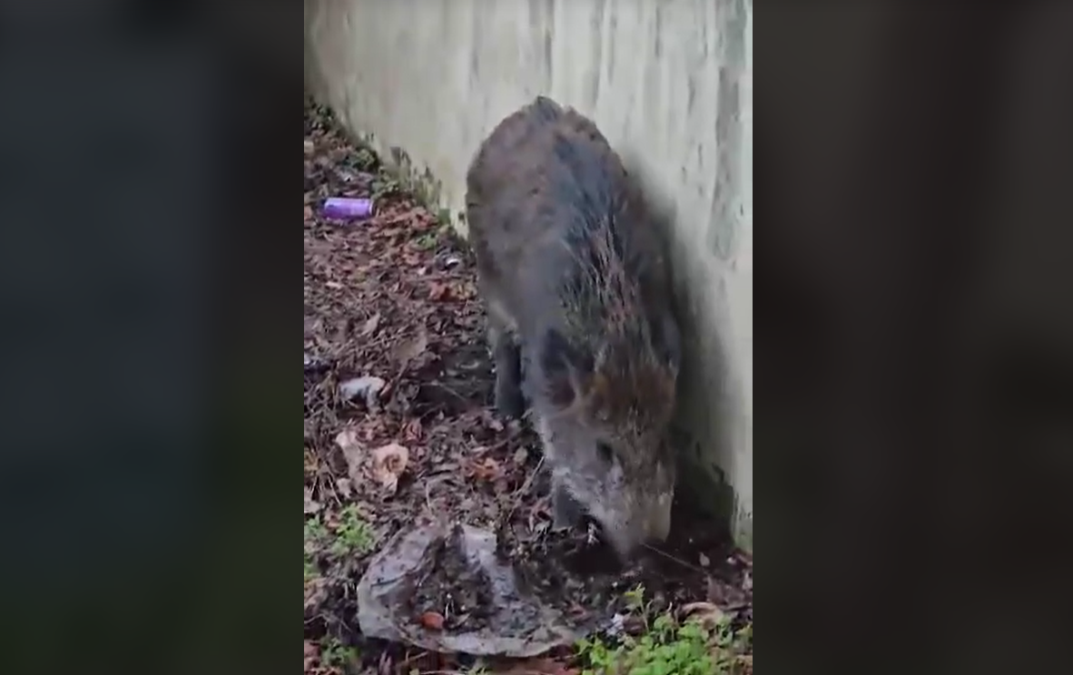 Θεσσαλονίκη: Αγριογούρουνο εμφανίστηκε στον Εύοσμο