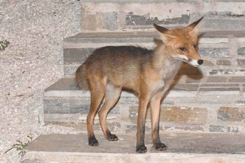 Aλεπούδες στον αστικό ιστό – Πολλαπλασιάζεται η εμφάνισή τους