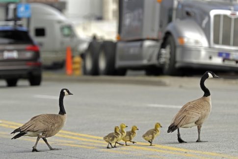 Ο εορτασμός της επετείου της 25<sup>ης</sup> Μαρτίου στην Αυστραλία