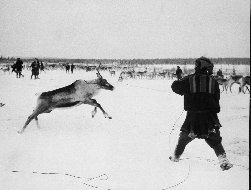 Πώς ο πόλεμος στην Ουκρανία απειλεί τους ταράνδους του Άγιου Βασίλη