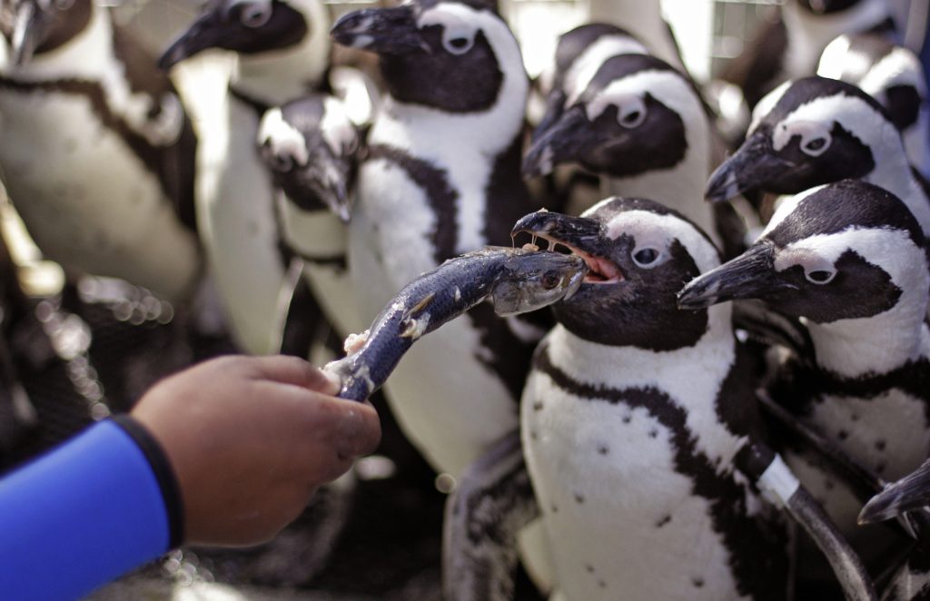 Πάνω από 60.000 πιγκουίνοι πέθαναν από πείνα στη Νότια Αφρική
