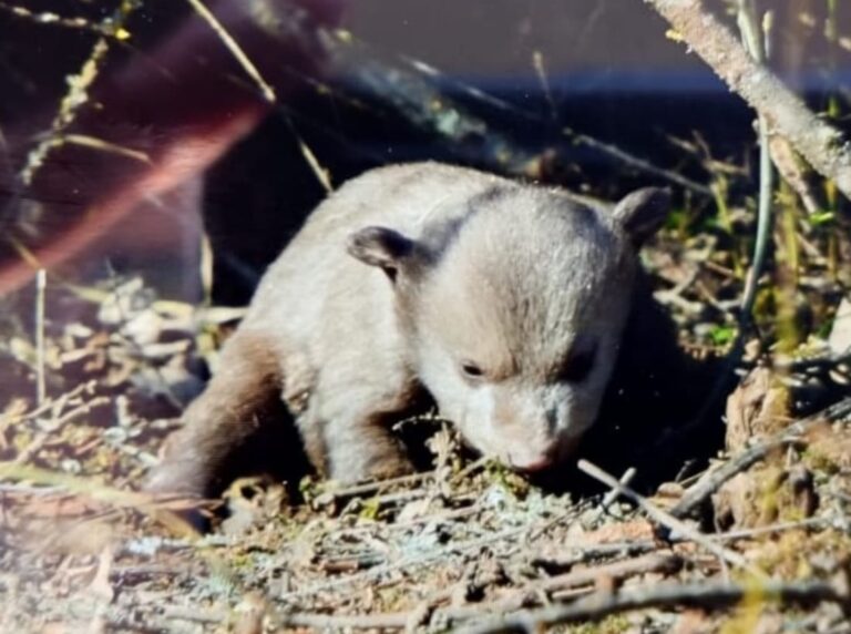 Πτολεμαΐδα: Στον οικισμό της Καρδιάς αναβιώνει το έθιμο τα «Γεννητούρια της Αρκούδας»