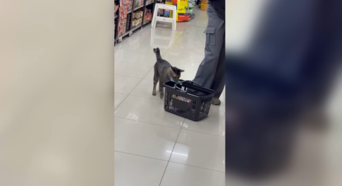 “Χτυπούσε” λίγες ώρες πριν ξημερώσει – 45χρονος διαρρήκτης ρήμαξε σπίτια στην Καλαμάτα