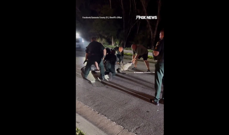 Φλόριντα: Γιγαντιαίος αλιγάτορας προκάλεσε διακοπή κυκλοφορίας – Χρειάστηκαν 8 άνθρωποι για την απομάκρυνσή του