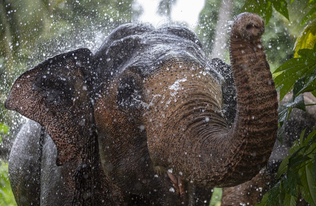 Σρι Λάνκα: Τρεις άνδρες συνελήφθησαν επειδή έκαψαν ζωντανό ελέφαντα