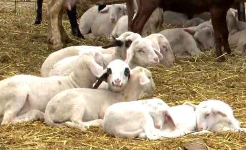 Πτολεμαΐδα: Τενίστες ντυμένοι Άγιοι Βασίληδες διασκεδάζουν στο κέντρο της πόλης