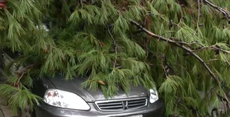 Βίντεο από τη στιγμή που δέντρο πέφτει πάνω σε όχημα στο Παλαιό Φάληρο – Μόλις είχε βγει ο οδηγός