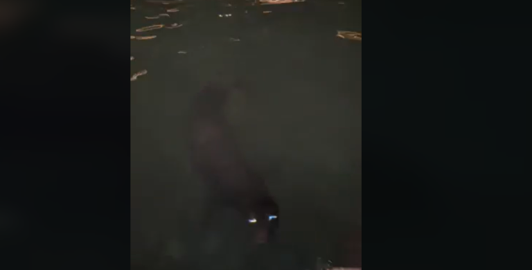 Φώκια εμφανίστηκε στο Ενετικό Λιμάνι Χανίων