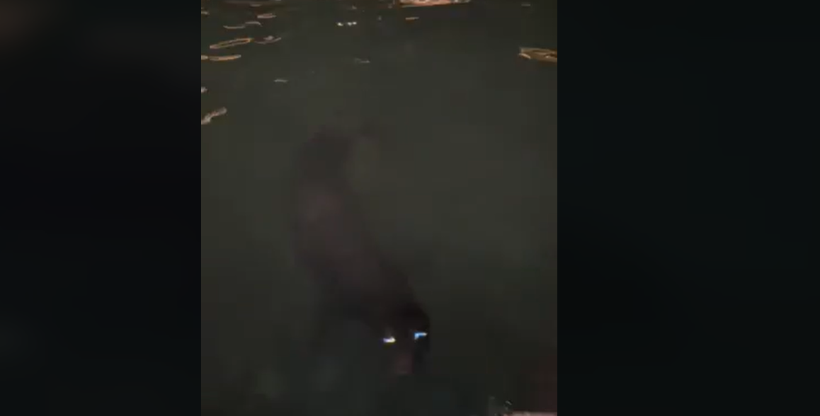 Φώκια εμφανίστηκε στο Ενετικό Λιμάνι Χανίων