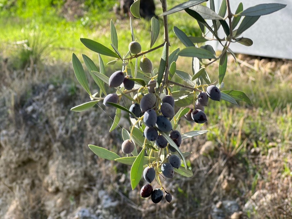 Γ. Κόκκινος: Ο διάλογος για το μέλλον του αγροδιατροφικού τομέα έπρεπε να έχει ξεκινήσει πολύ πριν- «Ερασιτεχνική» και «από απόσταση» ελαιοκομία δεν αντέχει
