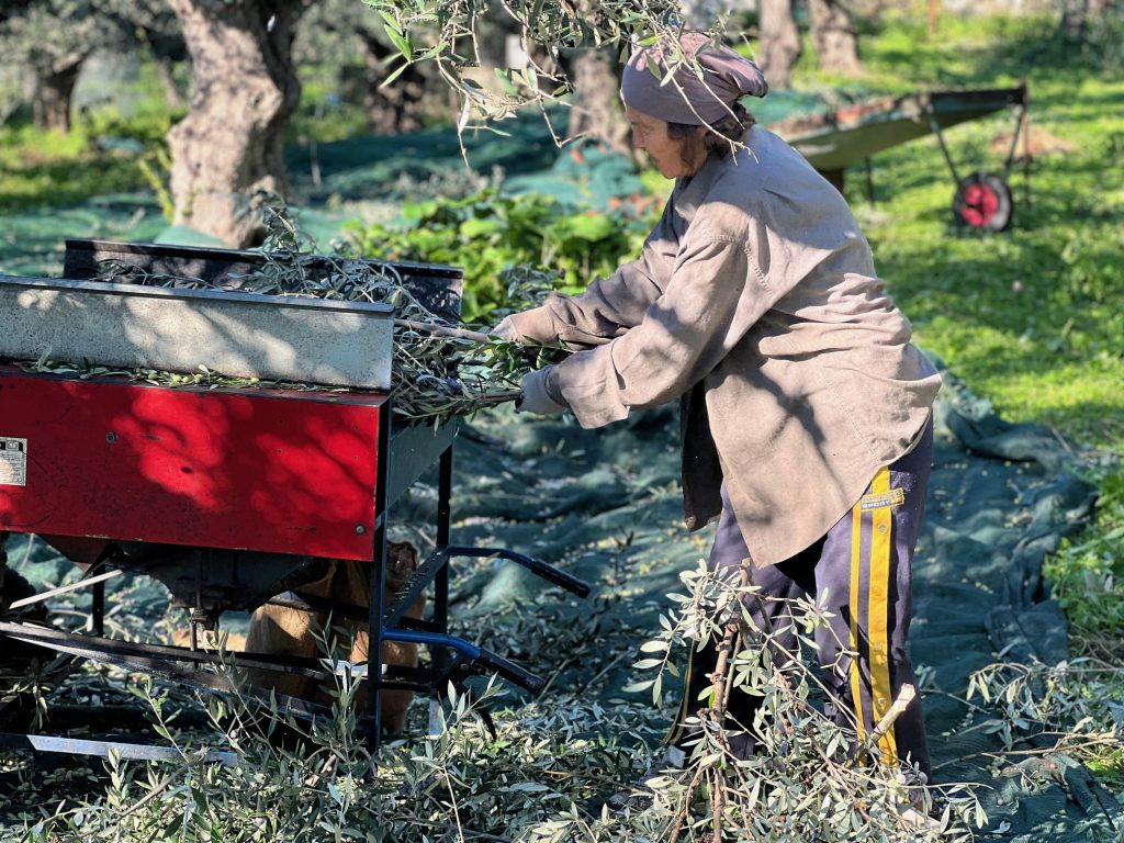 Γ. Κόκκινος: Ο διάλογος για το μέλλον του αγροδιατροφικού τομέα έπρεπε να έχει ξεκινήσει πολύ πριν- «Ερασιτεχνική» και «από απόσταση» ελαιοκομία δεν αντέχει