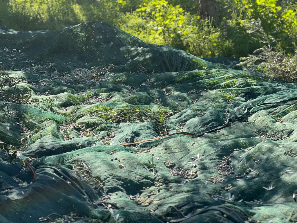 Γ. Κόκκινος: Ο διάλογος για το μέλλον του αγροδιατροφικού τομέα έπρεπε να έχει ξεκινήσει πολύ πριν- «Ερασιτεχνική» και «από απόσταση» ελαιοκομία δεν αντέχει