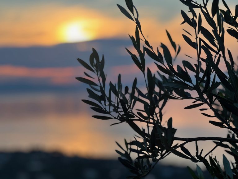 Γ. Κόκκινος: Ο διάλογος για το μέλλον του αγροδιατροφικού τομέα έπρεπε να έχει ξεκινήσει πολύ πριν- «Ερασιτεχνική» και «από απόσταση» ελαιοκομία δεν αντέχει