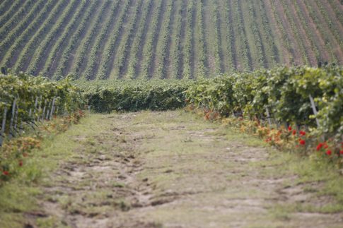 Εν αναμονή των αποφάσεων των αγροτών:  Συμμετοχή στις απεργιακές κινητοποίησεις – Με τρακτέρ στο κέντρο της Λάρισας, των Τρικάλων και του Βόλου