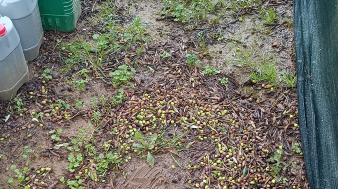 Ζημιές στην ελαιοκαλλιέργεια από χαλαζόπτωση σε περιοχές της Πηνείας
