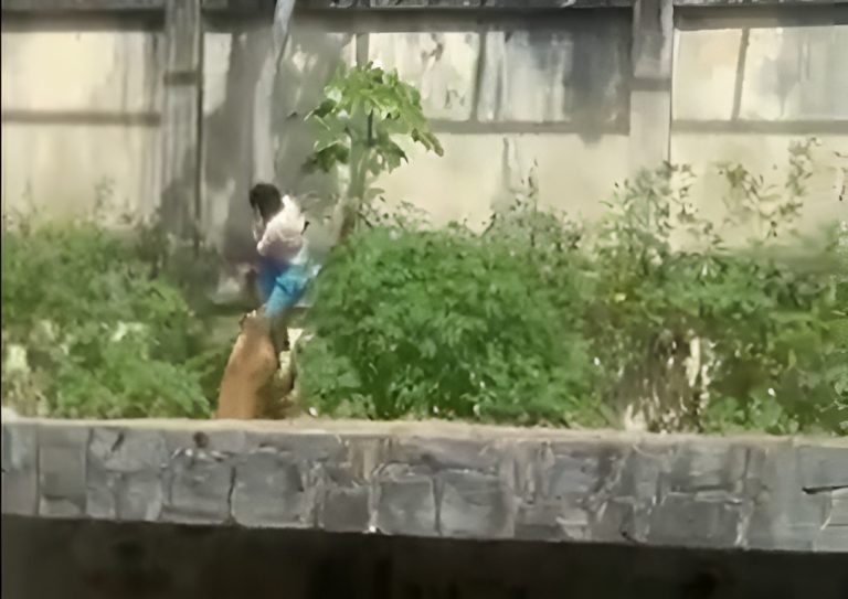 Βραζιλία: Τραγικός θάνατος για 19χρονο – Μπήκε σε κλουβί ζωολογικού κήπου με λιοντάρια και τον κατασπάραξαν (video)