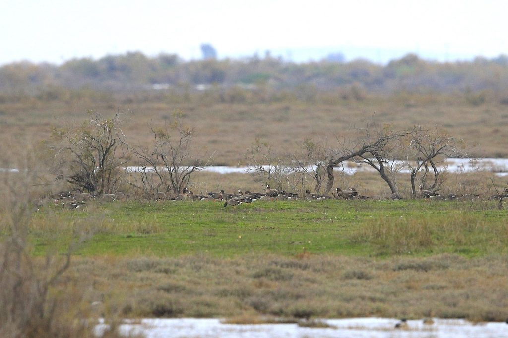 Δέλτα Έβρου: Επέστρεψαν οι παγκοσμίως απειλούμενες Νανόχηνες – Έκκληση για προσοχή και ελαχιστοποίηση όχλησης