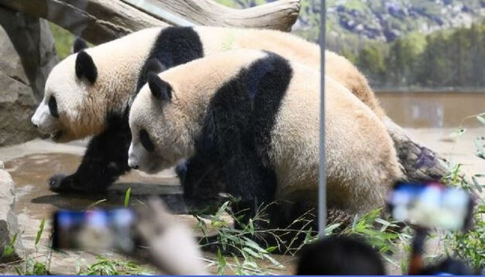 Η Ιαπωνία θα επιστρέψει τα δύο πάντα στην Κίνα εν μέσω αυξανόμενων διμερών εντάσεων