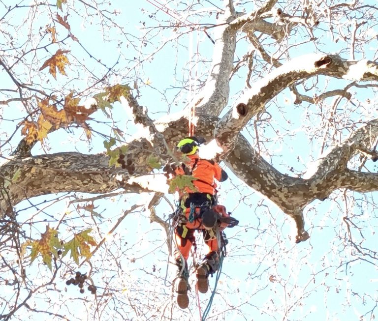 Δήμος Αργιθέας: Παρέμβαση για να σωθεί ο ιστορικός πλάτανος στην πλατεία Λεοντίτου