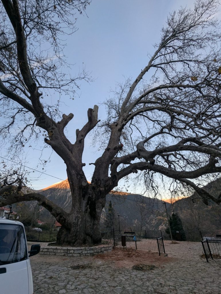 Δήμος Αργιθέας: Παρέμβαση για να σωθεί ο ιστορικός πλάτανος στην πλατεία Λεοντίτου