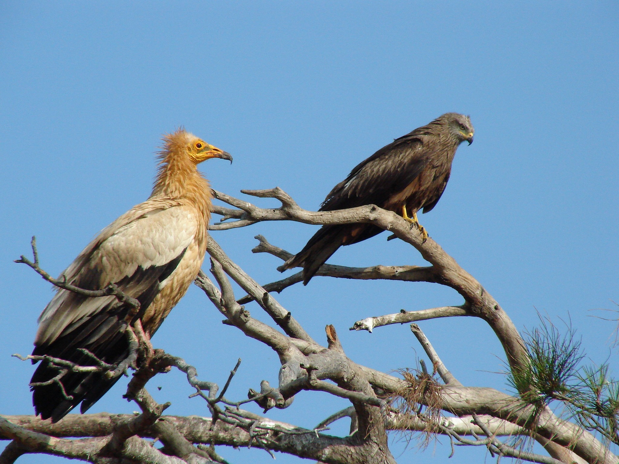 Αποθεραπευμένα πτηνά επιστρέφουν στο Δάσος της Δαδιάς
