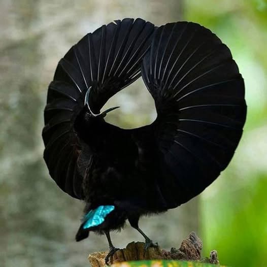 Επιστήμονες δημιούργησαν το πιο μαύρο φόρεμα που συμπεριφέρεται σαν «μαύρη τρύπα» του Διαστήματος