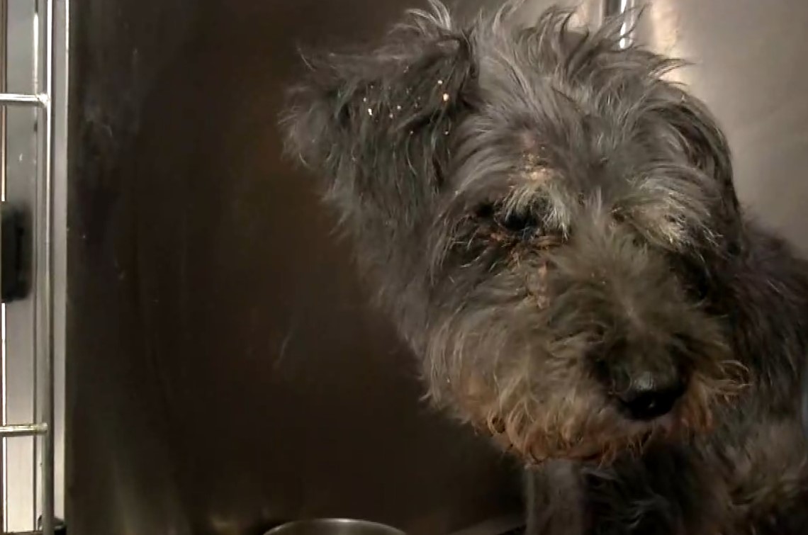 Θεσσαλονίκη: 90χρονος έθαψε ζωντανό σκυλί- «Νόμιζα ότι είχε πεθάνει»