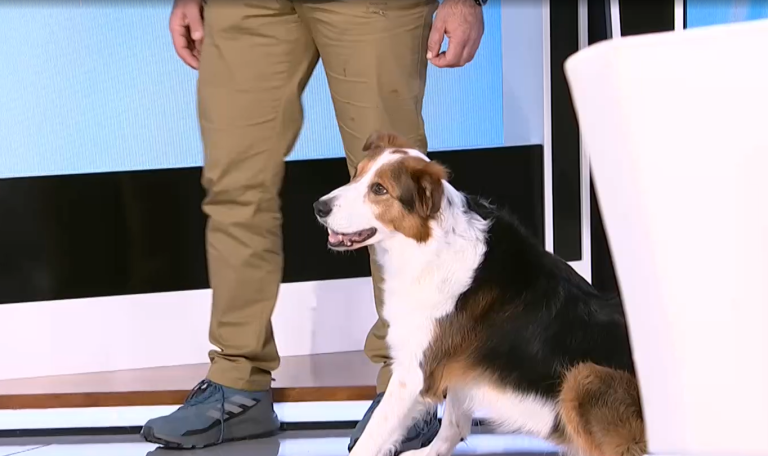 Σκύλοι, εκπαίδευση και υπευθυνότητα – Ο Χρήστος Μπαλασόπουλος και ο τετράποδος «Μίο» στο ΕΡΤnews