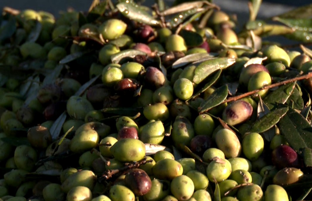 Κακή ελαιοκομική χρονιά για τη Μεσσηνία- Ασθένειες και καιρικές συνθήκες έπληξαν την παραγωγή