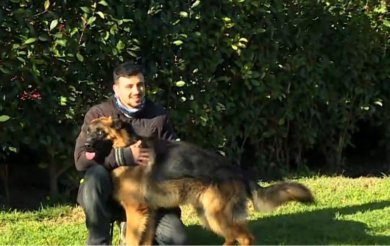 Η σωστή εκπαίδευση για σκύλους συντροφιάς