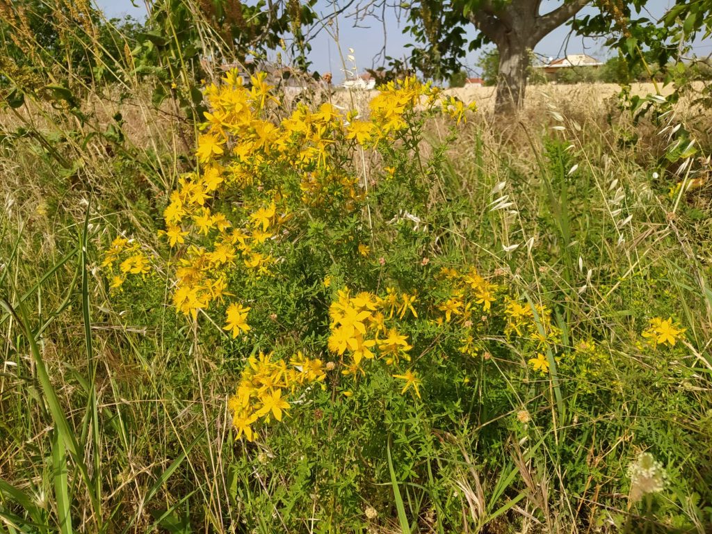 ΥΠΠΟ: Τρία νέα στοιχεία στο Εθνικό Ευρετήριο Άυλης Πολιτιστικής Κληρονομιάς της Ελλάδας