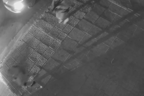 Αίτημα για θέσπιση δημοτικού επιδόματος γέννησης στη Σκιάθο