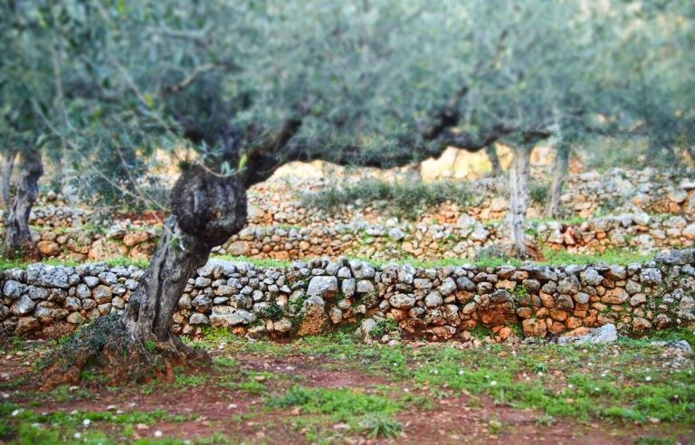 Καλαμάτα: Εξόρμηση με την ομάδα «Πάμε Βόλτα» σε ξερολιθιές της Έξω Μάνης