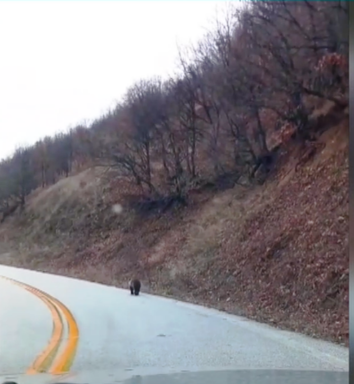 “Το αρκουδάκι και τα γαριδάκια”