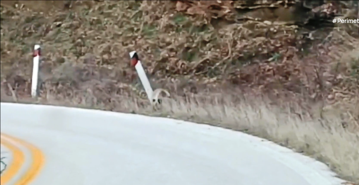 “Το αρκουδάκι και τα γαριδάκια”