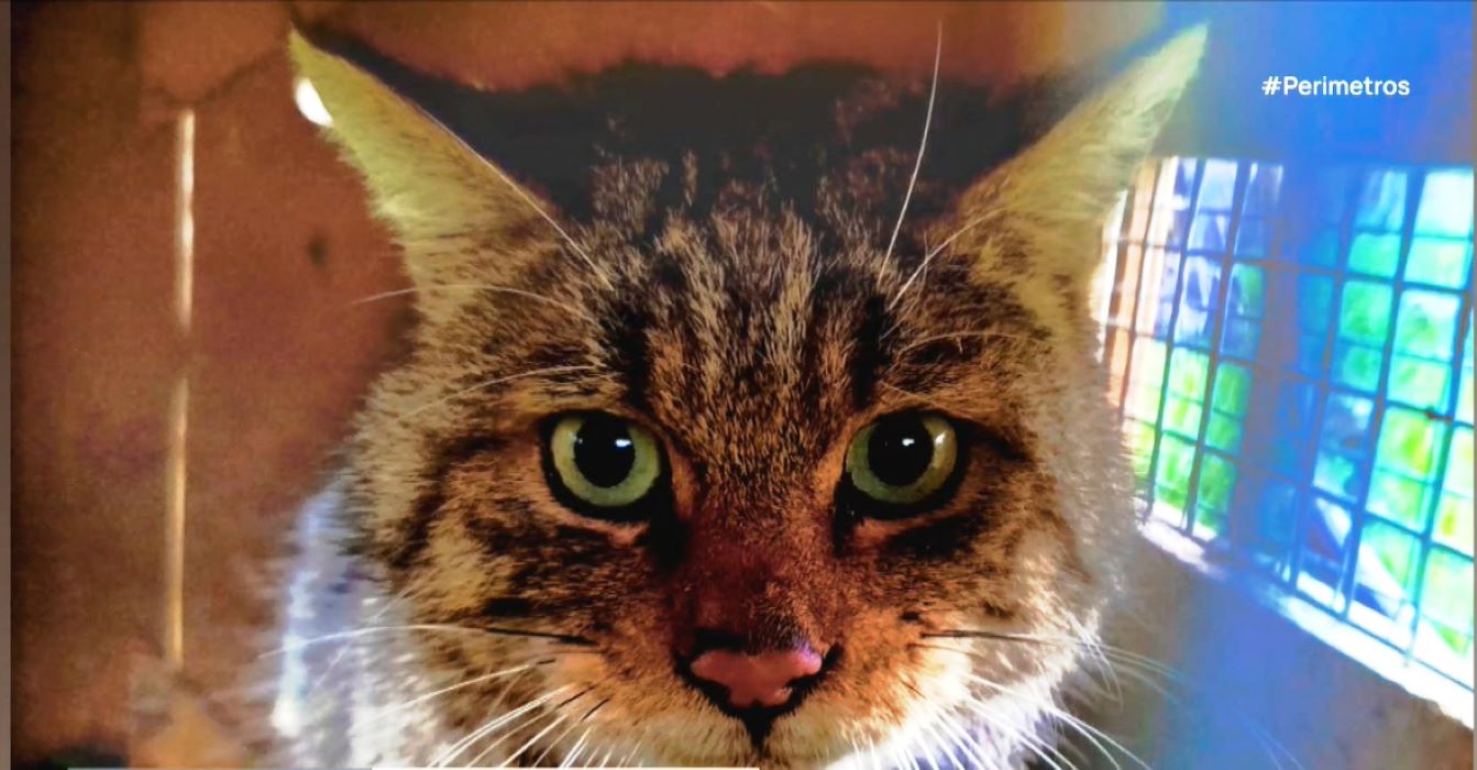 Καστοριά ΑΝΙΜΑ - Αγριόγατα επιστρέφει στο φυσικό της περιβάλλον