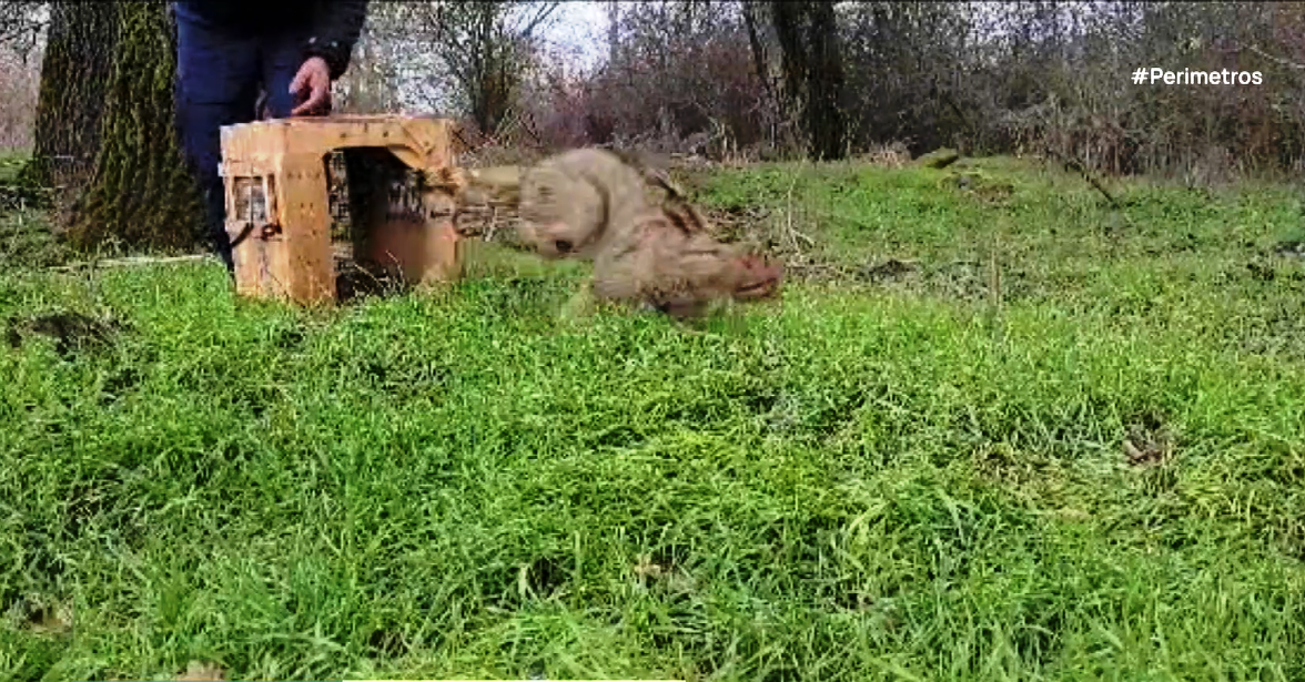 Αγριόγατα επιστρέφει στο φυσικό της περιβάλλον