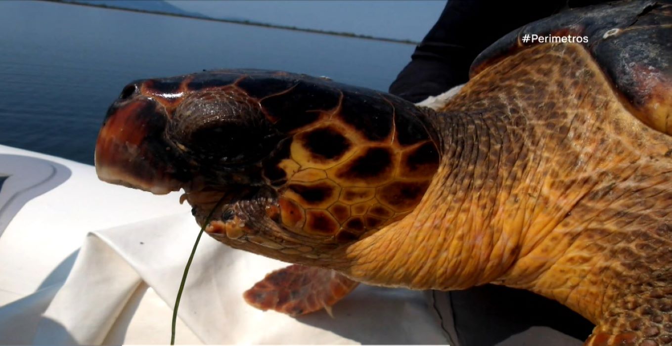 Η απίστευτη επιβίωση μιας θαλάσσιας χελώνας