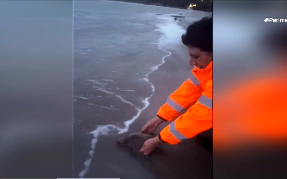 Διάσωση θαλασσίων χελωνών στην Κέρκυρα